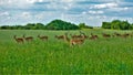 African landscape, wild life. A large group of impala antelopes is walking in a meadow