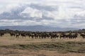 African landscape with wildebeest herd