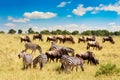 African landscape. Zebra and wildebeests grazing in a grass of african savannah. Masai Mara national Reserve, Kenya Royalty Free Stock Photo