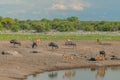 African landscapes - Ethosa National Park Namibia