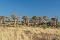 African landscapes - Quiver Tree Forest Namibia Royalty Free Stock Photo