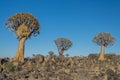 African landscapes - Quiver Tree Forest Namibia Royalty Free Stock Photo