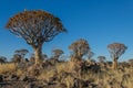 African landscapes - Quiver Tree Forest Namibia Royalty Free Stock Photo
