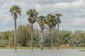 African landscapes - Selous Game Reserve Tanzania Royalty Free Stock Photo