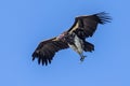 African Lappet faced vulture in flight Royalty Free Stock Photo