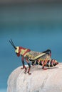 African large grasshopper sitting on the edge of the pool Royalty Free Stock Photo