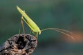 African leaf katydid on a branch, South Africa Royalty Free Stock Photo