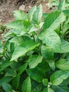 The African leaves are very green in color, this hedge plant is full of benefits