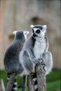 African lemurs outdoors