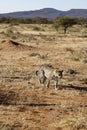 African leopard approaches in dry grass with acacia trees trees and purple mountains behind at Okonjima Nature Reserve, Namibia Royalty Free Stock Photo