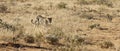 African leopard approaches through dry grass in bright early morning sunlight at Okonjima Nature Reserve, Namibia Royalty Free Stock Photo