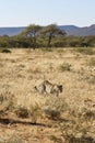 African leopard approaches through dry grass and bush-veld at Okonjima Nature Reserve, Namibia Royalty Free Stock Photo