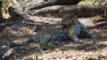 African leopard cleaning its fur. Royalty Free Stock Photo