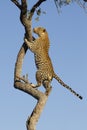 African Leopard climbing, South Africa Royalty Free Stock Photo