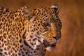 African leopard, close-up detail portrait. Leopard golden grass sunset, Savuti, Chobe NP, in Botswana, Africa. Big spotted cat in Royalty Free Stock Photo