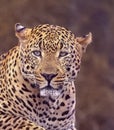 African leopard close up head shot Royalty Free Stock Photo