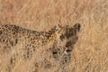African Leopard 7242