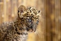An African leopard cub with a curious look on its face