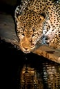 African Leopard drinking at night in greater Kruger National Par