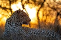 African Leopard at dusk