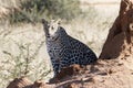 African leopard enjoys warmth of early morning sun on face while sitting near termite mound at Okonjima Nature Reserve, Namibia