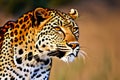 african leopard female pose in beautiful evening light. Generative AI