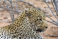 African Leopard in greater Kruger National Park, South Africa