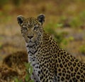 Young female leopardess in all her glory