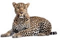 African Leopard On Isolated White Background