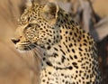 African leopard at Kruger National Park