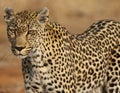 African leopard at Kruger National Park