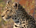 African leopard at Kruger National Park