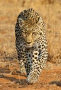 African leopard at Kruger National Park