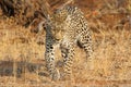 African leopard at Kruger National Park