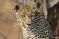 African leopard at Kruger National Park