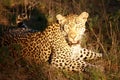 African leopard. Kruger Park