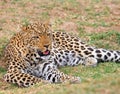 African Leopard laying relaxed on the African Plains in South Luangwa, Zambia