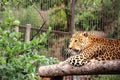 An African leopard. leopard in captivity. Big spotted cat Royalty Free Stock Photo