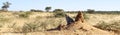 African leopard looking out across bush-veld from shadow of termite mound at Okonjima Nature Reserve, Namibia