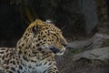 An African leopard is lying in a zoo. Royalty Free Stock Photo