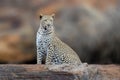 African Leopard, National Park of Kenya