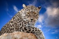 The African leopard 2020 ,native to many countries in Africa. Royalty Free Stock Photo