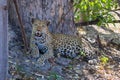 African leopard in Okavango delta Royalty Free Stock Photo