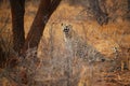 African Leopard, Panthera pardus, big male in typical environment of dry savanna, looking up at tree with hidden prey. African