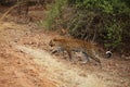 The African leopard Panthera pardus pardus female on the hunt. Hunting African Leopard with open mouth Royalty Free Stock Photo