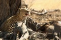 The African leopard Panthera pardus pardus have a rest after hunt  in dry sand in Kalahari desert Royalty Free Stock Photo