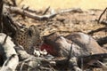 The African leopard Panthera pardus pardus after hunt with death wildebeest. Blood around. Royalty Free Stock Photo