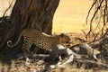 The African leopard Panthera pardus pardus after hunt with death wildebeest Royalty Free Stock Photo