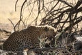 The African leopard Panthera pardus pardus after hunt with death wildebeest Royalty Free Stock Photo