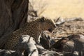 The African leopard Panthera pardus pardus after hunt with death wildebeest Royalty Free Stock Photo